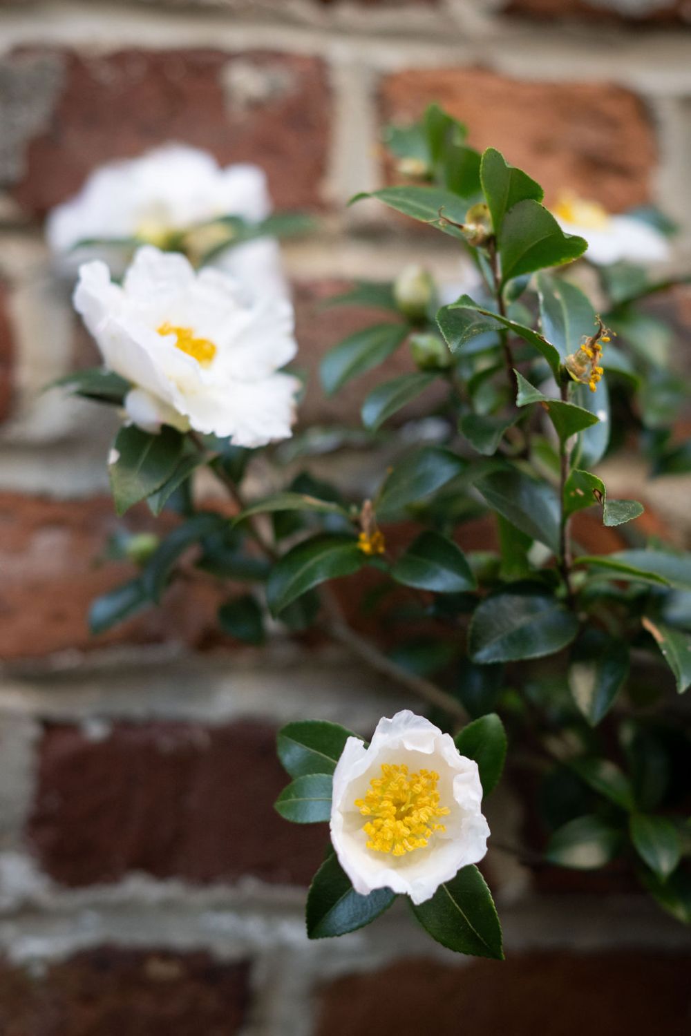 a close up of a flower