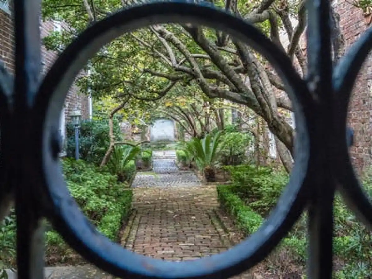 a tree in front of a mirror posing for the camera