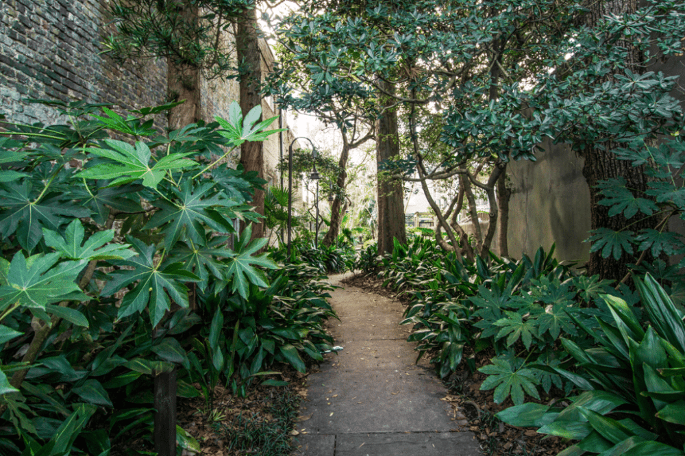 a group of bushes in a garden